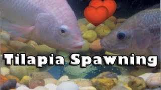 Tilapia Spawning Aquaponics [upl. by Nednal]