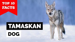 Tamaskan Dog  Top 10 Facts [upl. by Llertnac458]