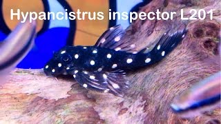 Hypancistrus inspector L201 Orinoco Angel Pleco  Catfish Identification [upl. by Maiah106]