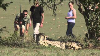 SHAMWARI GAME RESERVE WILL ROCK YOU [upl. by Ceil]