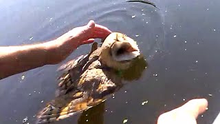 Barn owl rescued from drowning [upl. by Ytsenoh138]