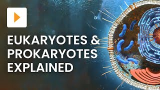 Prokaryotic vs Eukaryotic Cells  High School Biology [upl. by Eustatius]