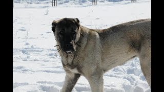 Kangal  O Melhor Cão de Guarda do Mundo [upl. by Elohcan]