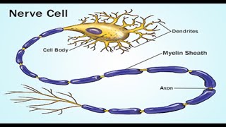 Two Minutes of Anatomy Myelin Sheath [upl. by Fulbert]