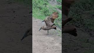 Hamerkop birds mating [upl. by Ranite223]