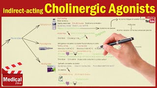 Pharmacology ANS 7 Indirect Acting Cholinergic Drugs Edrophonium  Physostigmine  Neostigmine [upl. by Chlo559]