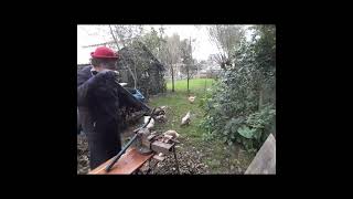 quot Oh Wat zijde gij schoon quot harmonica funny woodwork animals shortsvideo [upl. by Bink]