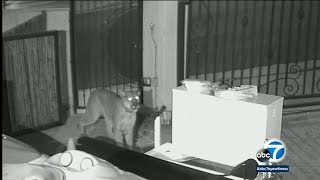 Home video captures mountain lion attack on raccoon in Tarzana familys backyard  ABC7 [upl. by Schroder710]