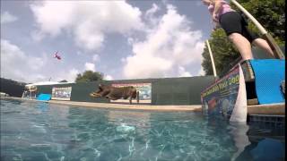 Doberman Rip jumping off dock into swimming pool chasing kong wubba dog toy  slow moti [upl. by Beal334]