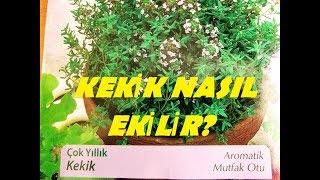 KEKİK TOHUMU NASIL EKİLİR [upl. by Briggs]