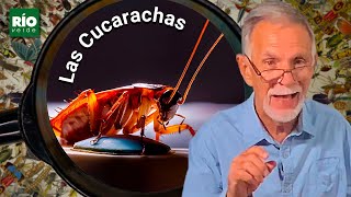 Las cucarachas  Entre Insectos y Bichos [upl. by Leunam127]