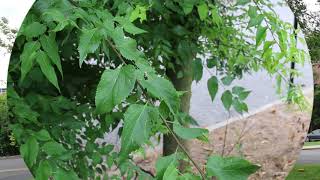 Hackberry Celtis occidentalis  Plant Identification [upl. by Naryt]