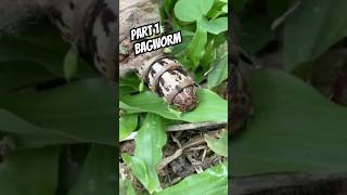 Bagworm bagworm coolinsects bug viralvideo [upl. by Sirred]