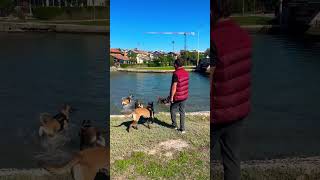 4 makine ile sahili hasp ettik 😁 belçikakurdu malinois eyüpdoğan eydog doglife puppy pets [upl. by Sewel]