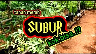 cara mengolah tanah merah menjadi subur [upl. by Curt176]