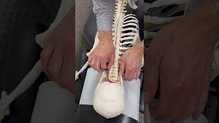 Dowagers hump asmr chiropracticadjustment asmrsounds chiropracticlife [upl. by Heddi]