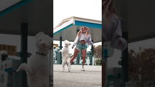 Dog Dances With Owner to Their Favorite Song Too Adorable  Dancing Dog [upl. by Brodeur]