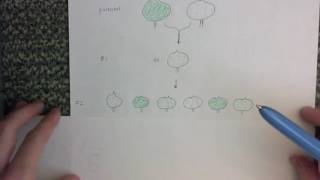 QTL Analysis Explanation and Example [upl. by Neeleuqcaj]