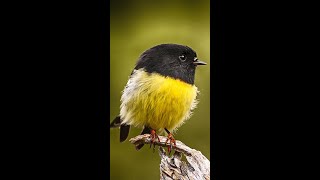 The South Island Tomtit Song of New Zealand 🎶🐦 [upl. by Argile]