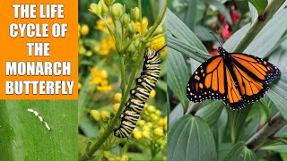 The Life Cycle of a Monarch Butterfly [upl. by Hamehseer828]