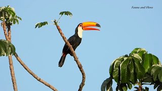 Toco Toucan Sounds Looking for Food Cecropia Fruits  Tucanuçu  Ramphastos toco [upl. by Zelle]