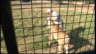 Inside the Lion Park Where American Was Mauled to Death [upl. by Denice98]