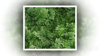 Selaginella  garden plants [upl. by Rybma917]