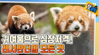 핫클립 심장을 저격하는 귀여움 레서판다의 모든 것  YTN 사이언스 [upl. by Thormora]