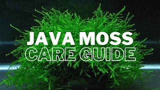 How to Successfully Grow and Care for Java Moss [upl. by Frissell]