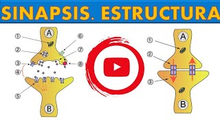 SINAPSIS ESTRUCTURA ¡FÁCIL Y SENCILLO 9 [upl. by Eilyah]