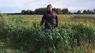 Oats as a Cover Crop [upl. by Laith550]