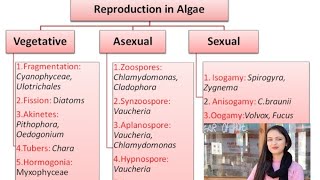 Reproduction in algae  vegetative reproduction in algae msc [upl. by Zilber759]