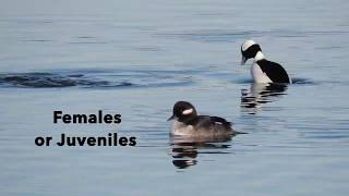 Bufflehead Ducks [upl. by Auston]