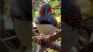 Zebra Finch Sound  male finch singing bird birds finch birdssounds birdsong [upl. by Aharon]