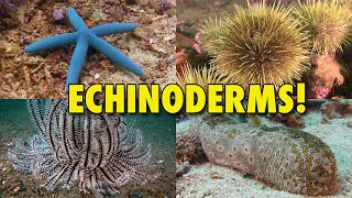 The Spiny World of Echinoderms  JONATHAN BIRDS BLUE WORLD [upl. by Nohj752]