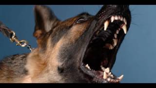 Angry DOG Bark amp Growl Sound Effects [upl. by Lukin]