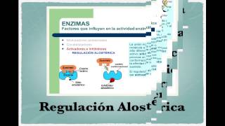 Ciclo de Krebs II Regulación [upl. by Platus21]