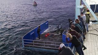 Great White Shark Caught Tagged Released For Science [upl. by Liane]