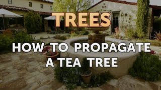 How to Propagate a Tea Tree [upl. by Chad]