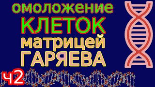 Омоложение и регенерация клеток матрицей Гаряева УНИКАЛЬНАЯ медитация Ч2 [upl. by Bratton]