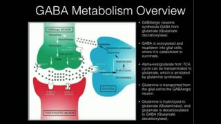 LTheanine and GABA Supplementation [upl. by Fernas]