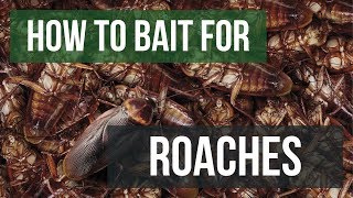 How to Bait For Cockroaches Gel Baits [upl. by Erlinna]