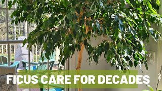 How to Grow a Ficus Tree Indoors for Decades The Basics [upl. by Ossie]