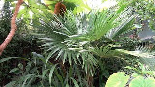 Trachycarpus sp Kumaon [upl. by Red]