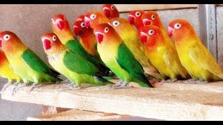 Love Birds Colony Breeding  easy way to breeding [upl. by Rabi]