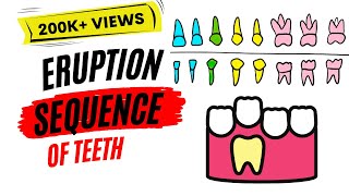 Eruption of teeth [upl. by Nyrb]