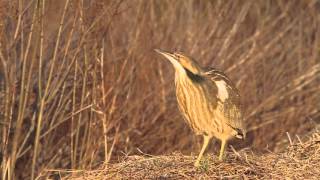 American Bittern Calling in Magic Hour [upl. by Ahsram]