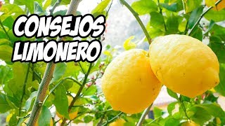 Top 7 Consejos para Cultivar LIMONEROS 🍋  La Huerta de Ivan [upl. by Eira225]