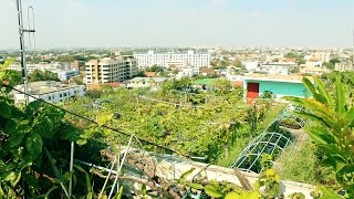 Best rooftop garden  over 400 different plants on one roof in Bangkok [upl. by Paula823]