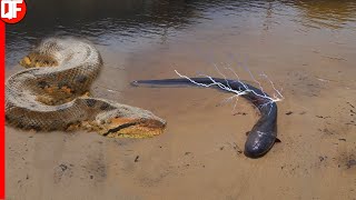 QUANDO A SUCURI ENCONTRA E ATACA O PEIXE ELÉTRICO [upl. by Towroy]